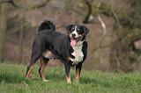 BOUVIER D'APPENZELL 080